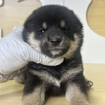 柴犬(標準サイズ)【茨城県・女の子・2025年8月24日・黒】の写真「可愛い女の子です。」