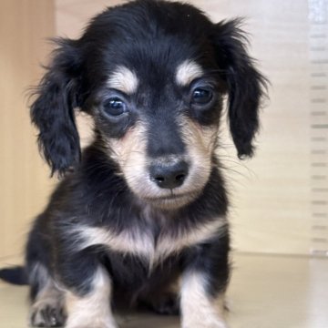 ミニチュアダックスフンド(ロング)【茨城県・女の子・2025年10月3日・ブラック&イエロー】の写真「すごく可愛い女の子です。」