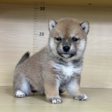 柴犬(豆柴)【茨城県・女の子・2025年10月1日・赤】の写真「美人ですごく可愛い子です。」