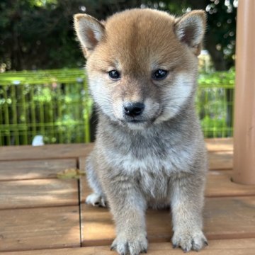 柴犬(豆柴)【茨城県・男の子・2025年7月24日・赤】の写真「すごく可愛い男の子です。」