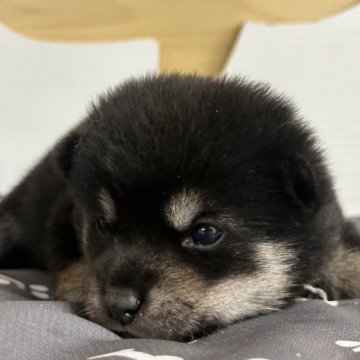 柴犬(豆柴)【茨城県・女の子・2025年8月2日・黒】の写真「すごく可愛い女の子です。」