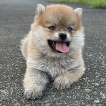 ポメ柴(ポメラニアン×柴犬)【茨城県・女の子・2025年7月12日・赤】の写真「母犬豆柴、父犬ポメです。すごく可愛い子です。」