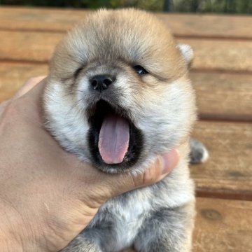 柴犬(豆柴)【茨城県・女の子・2025年7月13日・赤】の写真「丸顔ですごく可愛い女の子です。（料金は全て込みです」