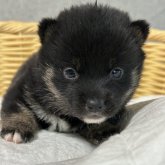 柴犬