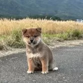柴犬(標準サイズ)