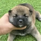 豆柴
