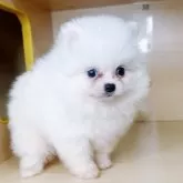 ポメラニアン【茨城県・男の子・2025年9月16日・ホワイト】の写真1