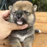 豆柴