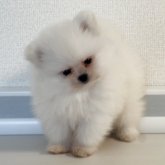 ポメラニアン