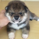 柴犬(標準サイズ)