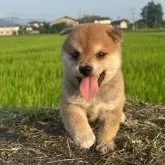 豆柴