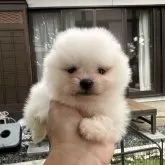 ポメラニアン