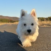 ウエストハイランドホワイトテリア