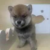 豆柴