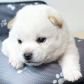 柴犬(豆柴)