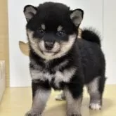 豆柴