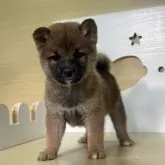 豆柴