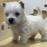 ウエストハイランドホワイトテリア