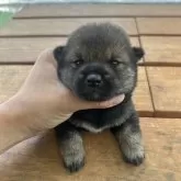 豆柴