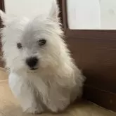 ウエストハイランドホワイトテリア