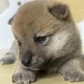 柴犬(標準サイズ)