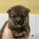 豆柴