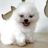 ポメラニアン