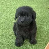 ダップー(トイプードル×ダックスフンド)【茨城県・男の子・2025年6月7日・シルバー】の写真1