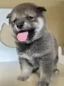 柴犬(標準サイズ)【茨城県・女の子・2025年8月10日・胡麻】の写真2