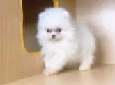 ポメラニアン【茨城県・女の子・2025年9月16日・ホワイト】の写真2