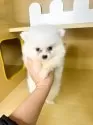 ポメラニアン【茨城県・男の子・2025年9月16日・ホワイト】の写真2
