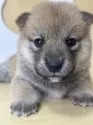 柴犬(標準サイズ)【茨城県・女の子・2025年8月24日・赤】の写真3