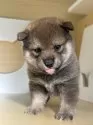 柴犬(標準サイズ)【茨城県・女の子・2025年8月10日・胡麻】の写真3