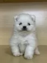 ポメラニアン【茨城県・女の子・2025年9月21日・ホワイト】の写真3