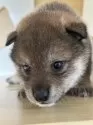 柴犬(標準サイズ)【茨城県・女の子・2025年8月10日・胡麻】の写真4