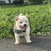 豆柴【茨城県・男の子・2025年7月1日・白】の写真4