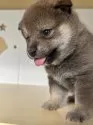 柴犬(標準サイズ)【茨城県・女の子・2025年8月10日・胡麻】の写真4