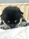 柴犬(標準サイズ)【茨城県・男の子・2025年4月6日・黒】の写真5