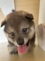 柴犬(標準サイズ)【茨城県・女の子・2025年8月10日・胡麻】の写真5
