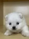 ポメラニアン【茨城県・女の子・2025年9月21日・ホワイト】の写真6