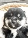 柴犬(標準サイズ)【茨城県・男の子・2025年4月6日・黒】の写真6