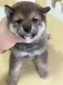柴犬(標準サイズ)【茨城県・女の子・2025年8月10日・胡麻】の写真7