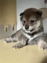柴犬(標準サイズ)【茨城県・女の子・2025年8月10日・胡麻】の写真7