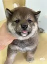 柴犬(標準サイズ)【茨城県・女の子・2025年8月10日・胡麻】の写真8