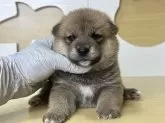 柴犬(標準サイズ)【茨城県・男の子・2025年8月24日・赤】の写真8