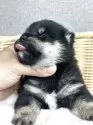 柴犬(標準サイズ)【茨城県・男の子・2025年4月6日・黒】の写真9