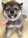 柴犬(標準サイズ)【茨城県・女の子・2025年8月10日・胡麻】の写真9