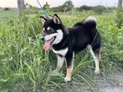 柴犬【・男の子・2022年11月2日・黒】