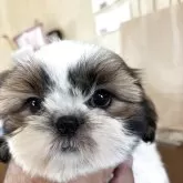 シーズー