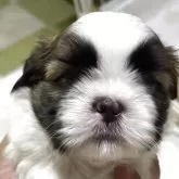 シーズー